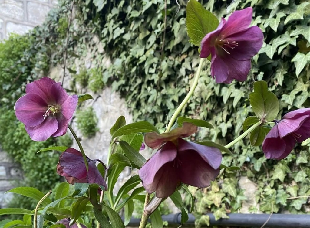 Hellebore, Poisoner and Muse